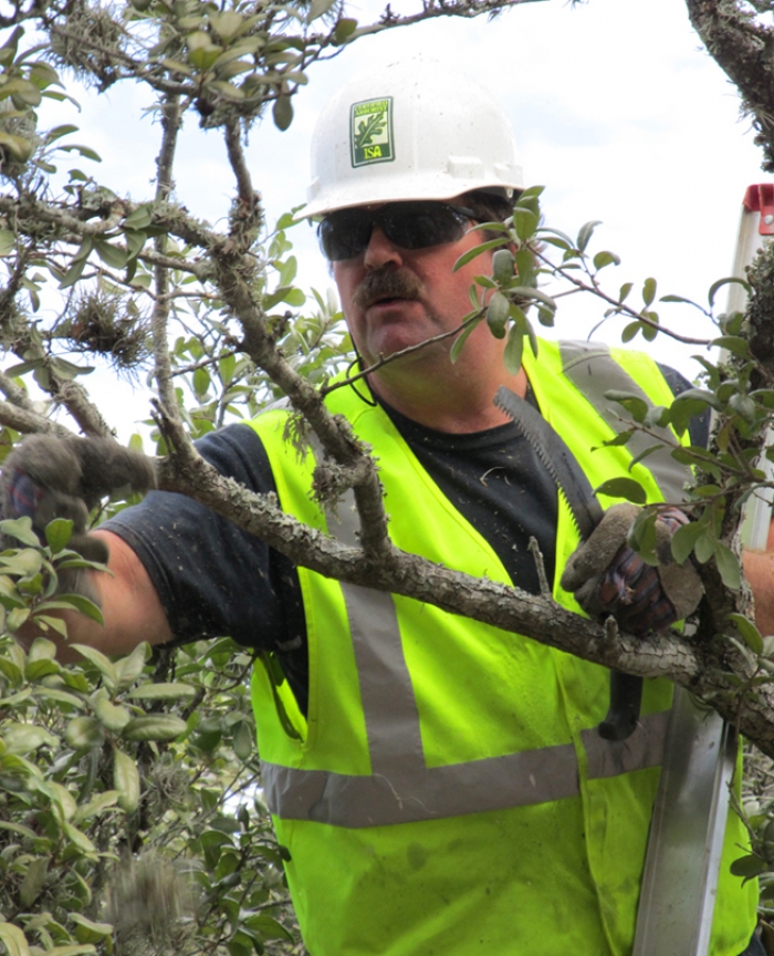 Tom Bussell trimming trees
